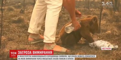 Коалы могут оказаться на грани вымирания из-за лесных пожаров в Австралии