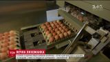 В Европе в куриных яйцах обнаружили яд для борьбы с блохами и клещами