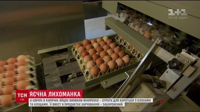 У Європі в курячих яйцях виявили отруту для боротьби з блохами та кліщами