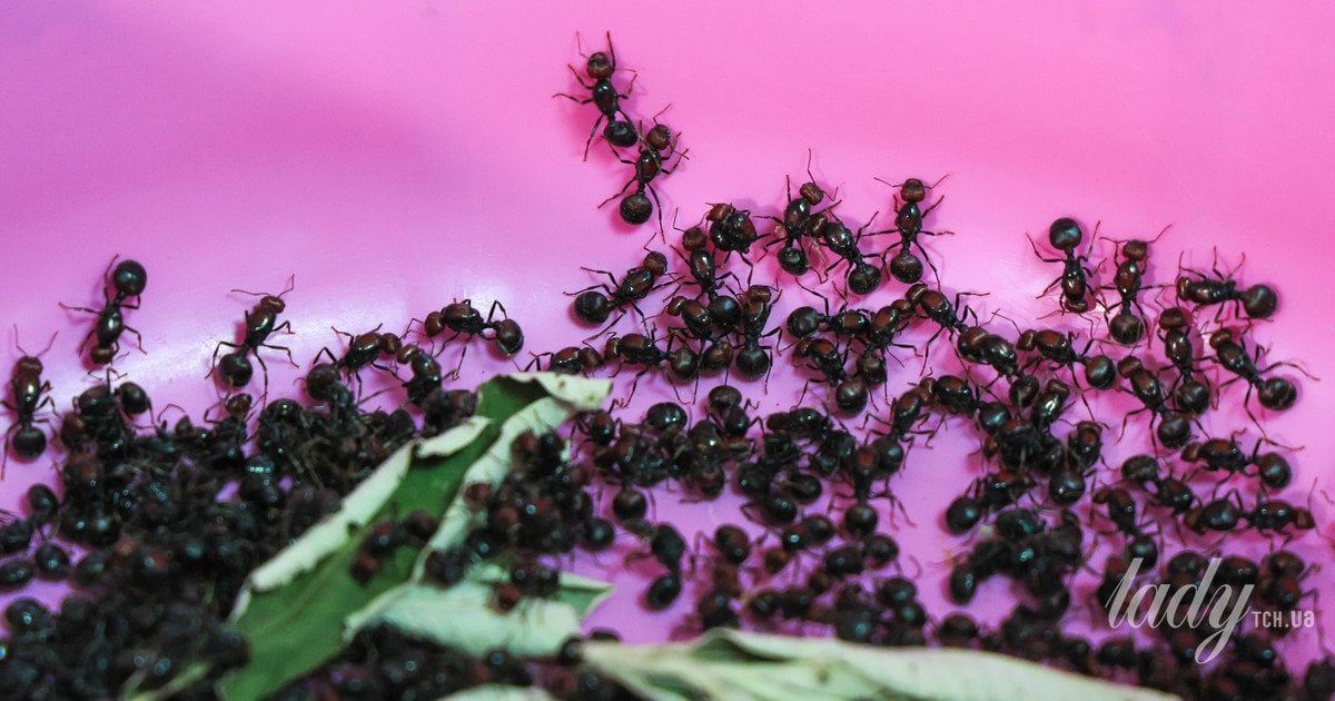 Чому мурахи обожнюють вашу кухню та ванну