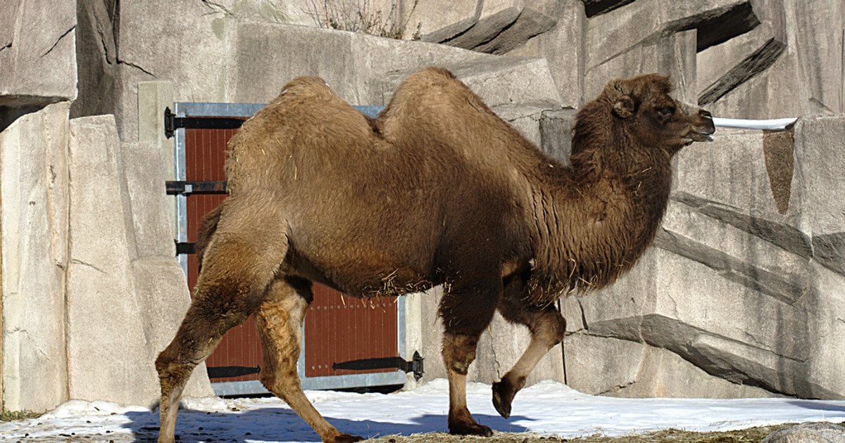 Бактріан. Фото: Michael Pereckas/CC BY 2.0