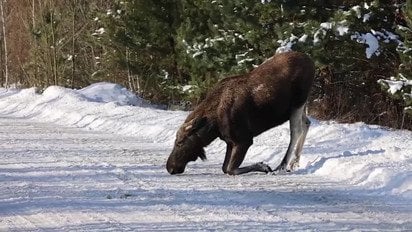 Під Чорнобилем великий лось вийшов на дорогу "по ласощі"