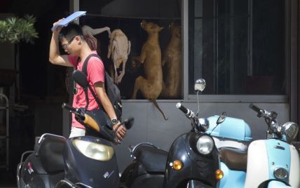 Уряд Китаю оприлюднив проєкт, за яким в усій країні можуть заборонити їсти собак