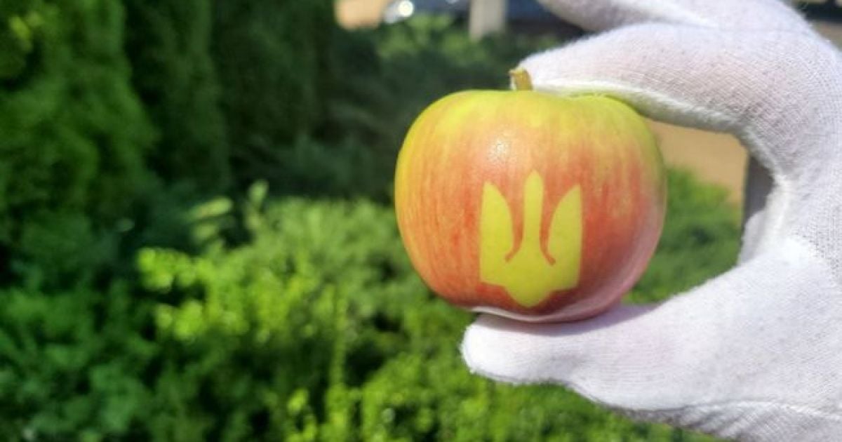 В Винницкой области вырастили яблоки с трезубцем