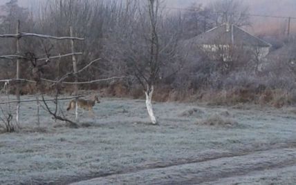 Хищник разгуливал среди домов: в селе на Закарпатье заметили волка и сняли на камеру (фото)