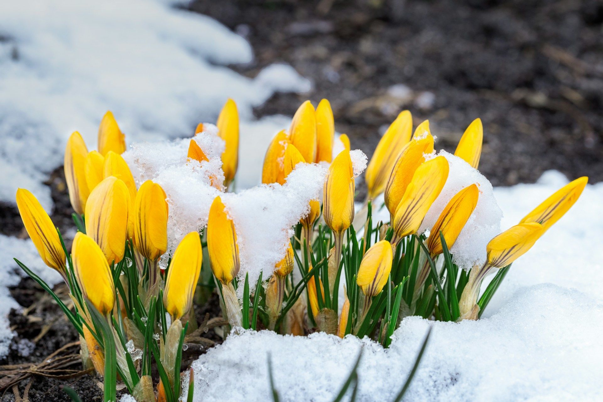 2 березня снігопад — ще нескоро з'явиться перша трава / © Unsplash