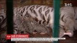 В сафари-парке Бердянска родились уникальные белые тигрята с голубыми глазами