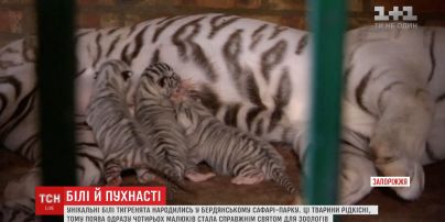 У сафарі-парку Бердянська народилися унікальні білі тигренята з блакитними очима