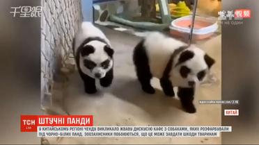 В Китае вызвало дискуссию кафе с собаками, которых раскрасили под черно-белых панд