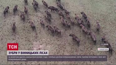 Увидеть такое - большая редкость! В Винницкой области - стадо краснокнижных зубров!
