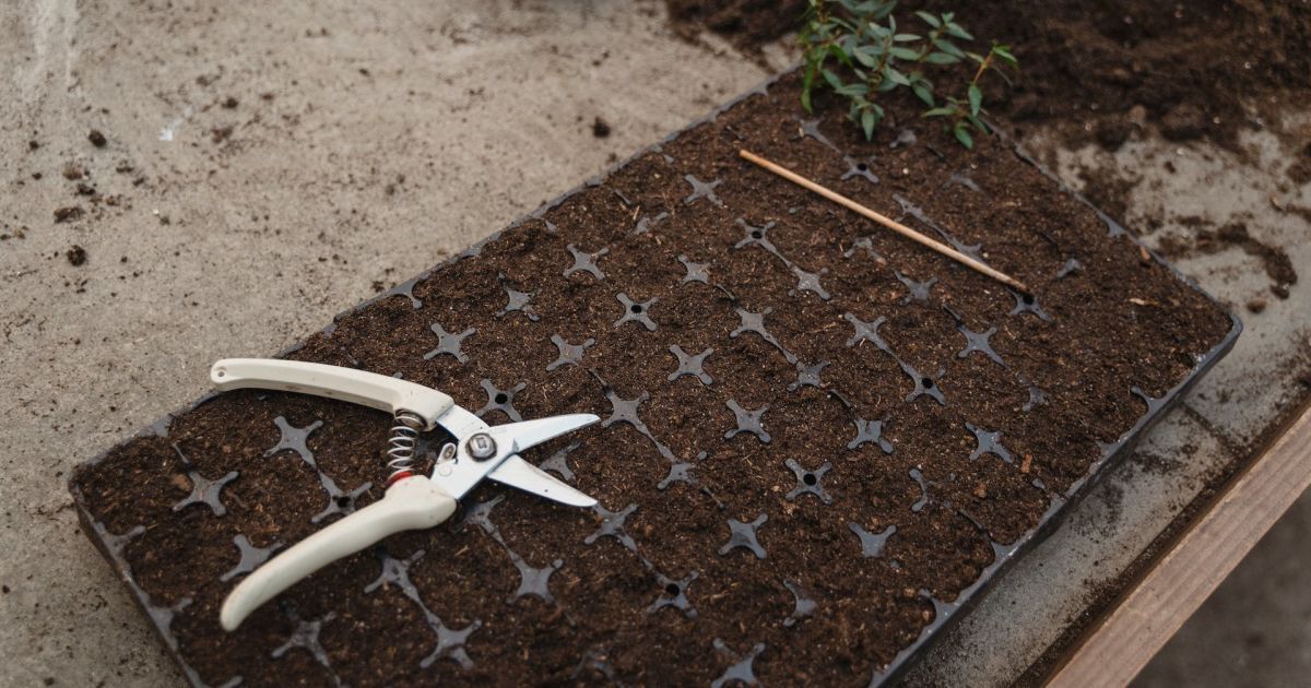 Что можно добавить в магазинный грунт для рассады