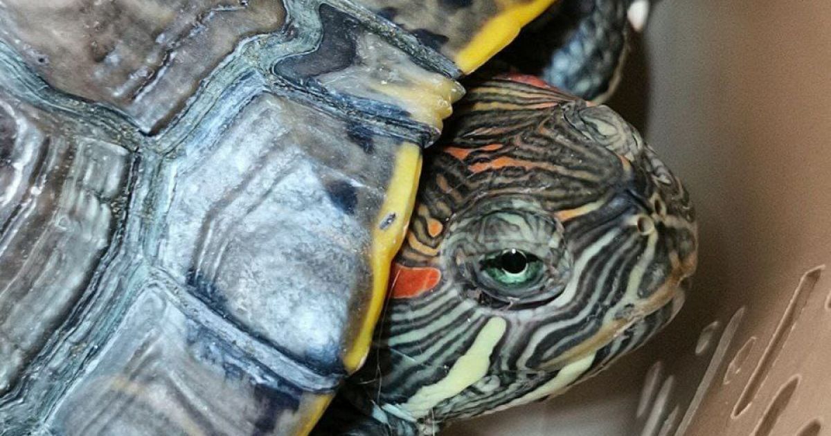 В Києві у сміттєвому баці знайшли маленького кролика та червоновуху черепаху
