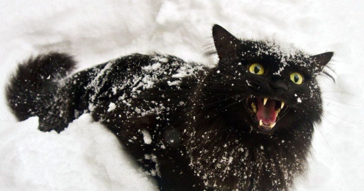 Сильний вітер, сніг та хуртовини: прогноз погоди в Україні на п'ятницю, 12 березня