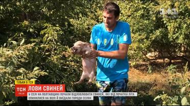 В селе на Полтавщине начали отлов свиней, которые с начала лета оказались на свободе