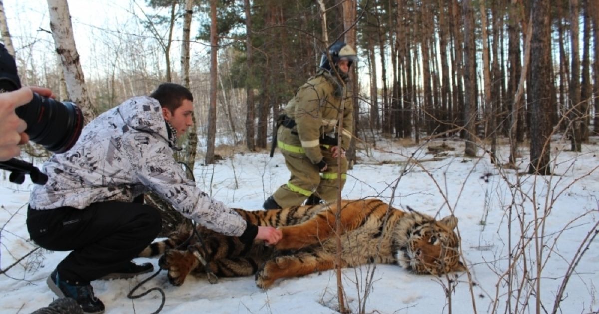 Тигр Вороніж