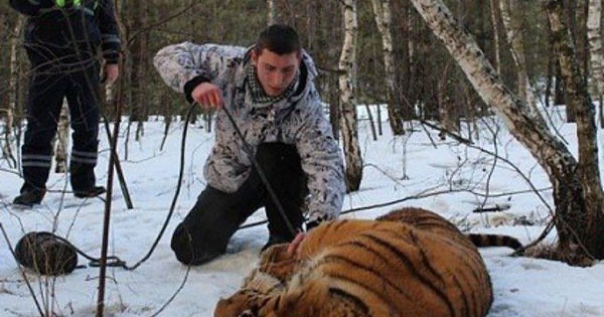 Тигр Вороніж / © МЧС Воронежской области