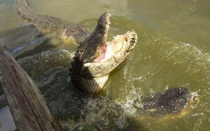 "Я полностью была готова, что потеряю ногу": крокодил затянул под воду студентку из Англии