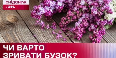 Чи можна зривати бузок: користь чи шкода рослині?