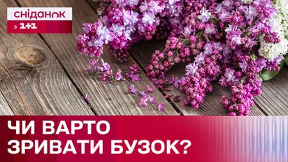 Можно ли срывать сирень: польза или вред растению?