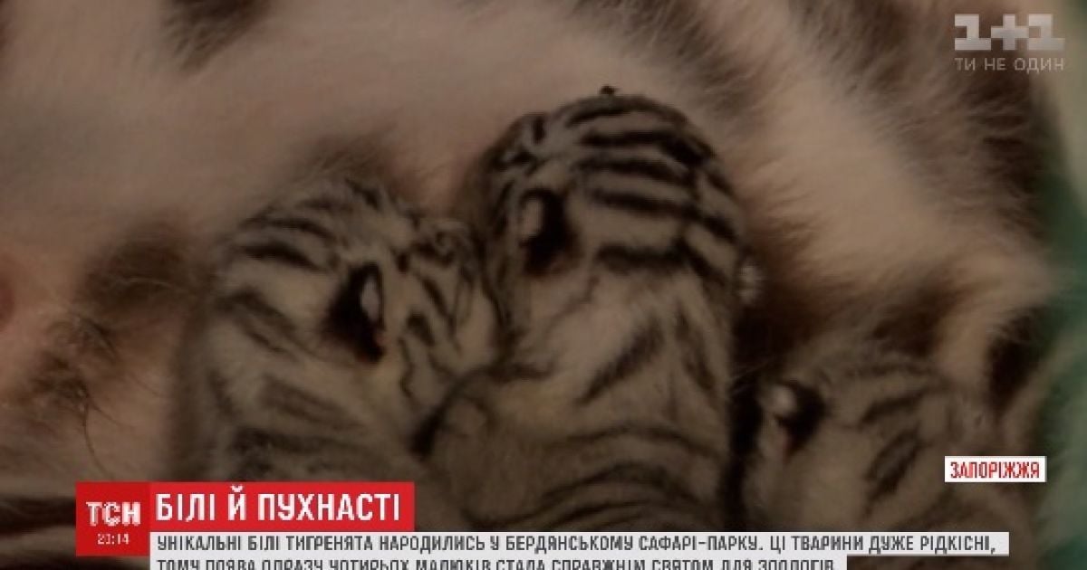 В бердянском сафари-парке родились уникальные тигрята с белым мехом и голубыми глазами