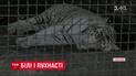 Унікальні тигренята з білим хутром народилися на Запоріжжі