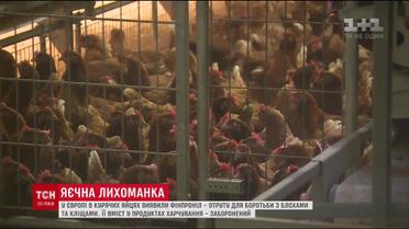 Нидерланды будут проверять курятину на содержание фипронила