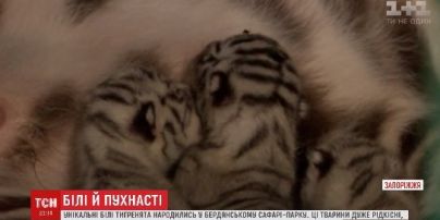 В бердянском сафари-парке родились уникальные тигрята с белым мехом и голубыми глазами
