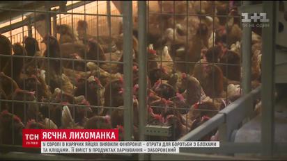 Нідерланди перевірятимуть курятину на вміст фіпронілу