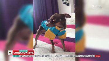 Смешные видео с домашними любимцами от зрителей "Сніданок. Вихідний"