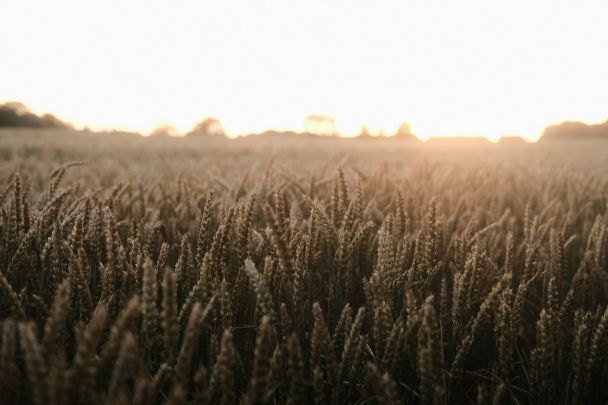 Народні прикмети 4 липня / © Unsplash