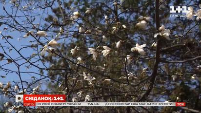 У Києві розквітли перші магнолії: як потрапили в Україну квіти-екзоти