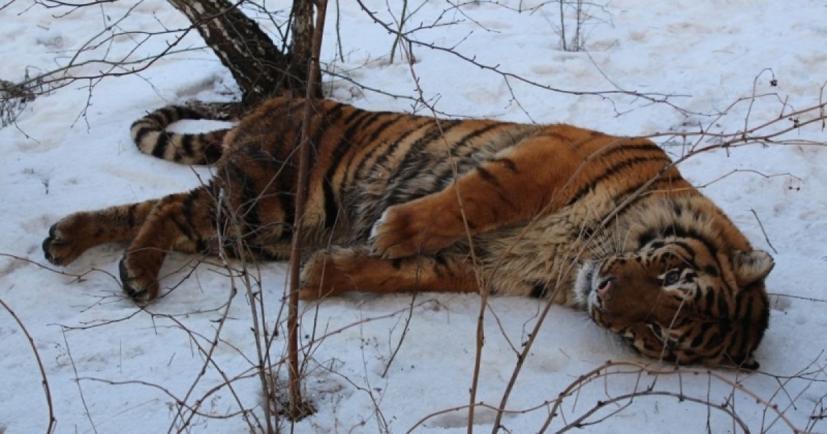 Тигр Вороніж
