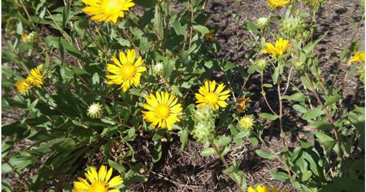 Україною поширюється небезпечна рослина, яку внесли до "чорного списку"