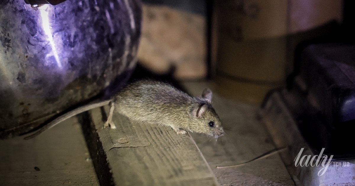 Як захистити дім і комору від мишей