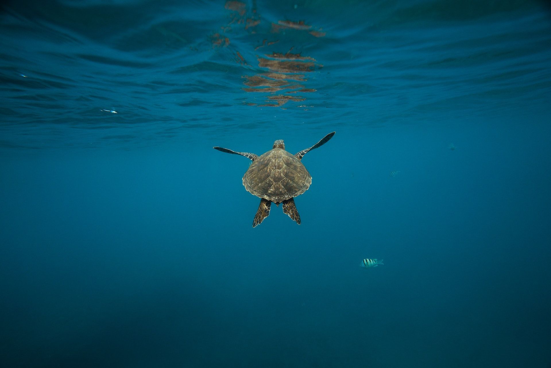 On June 16, Ukraine and the world celebrate World Sea Turtle Day