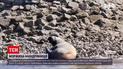 Новости мира: на немецком острове Бальтрум в Северном море заметили моржиха-путешественница