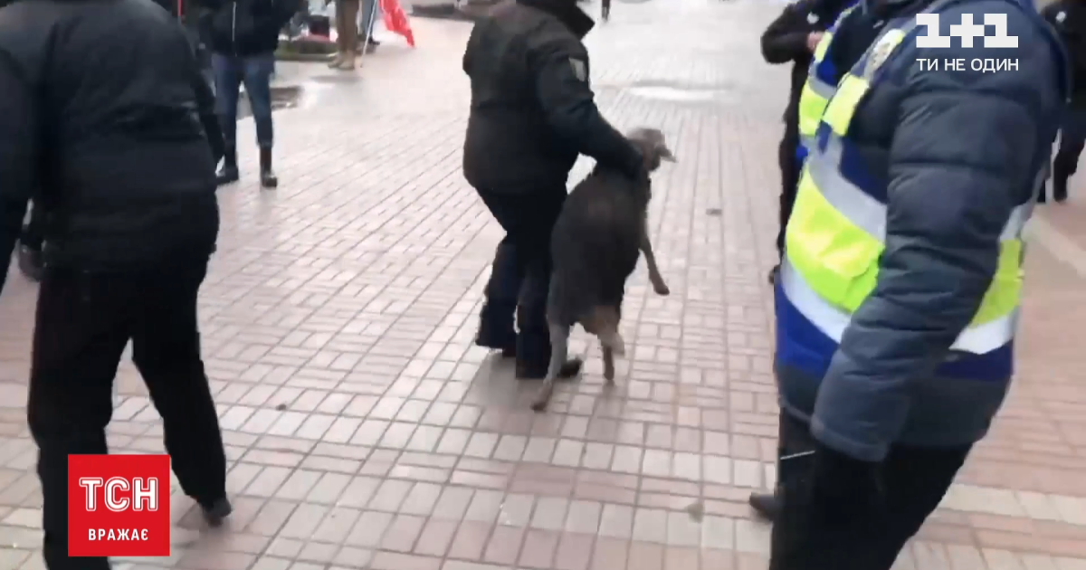 Під КМДА поліція "заарештувала" баранів, яких привезли протестувальники
