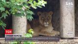  Заручники кризи: левів з нідерландського зоопарку перевезуть до Франції через брак коштів