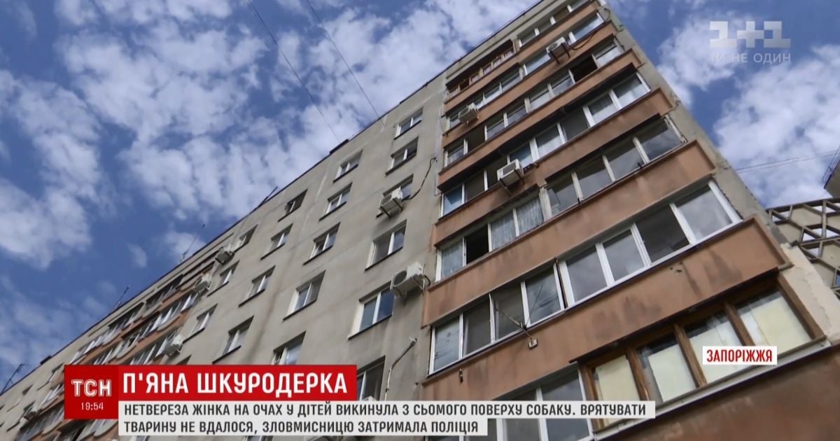 П’яна жінка викинула собаку із сьомого поверху будинку в Запоріжжі