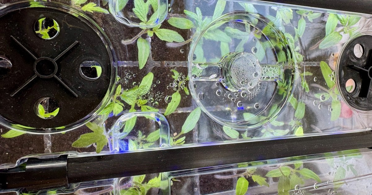 Розсада помідорів