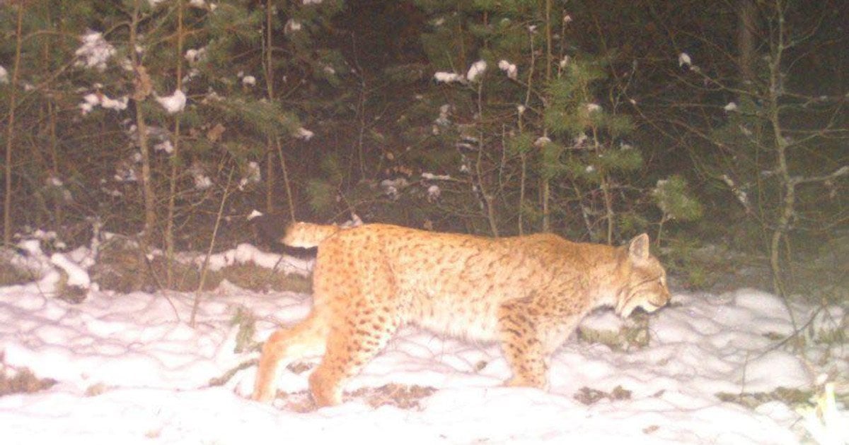 Рысь евразийская в Чернобыльском заповеднике