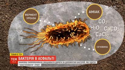 Бетонувати ґрунт уміє унікальна бактерія: науковці пропонують зміцнювати так дороги