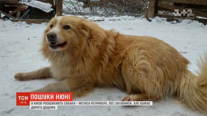 В Киеве разыскивают метиса ретривера Нюню