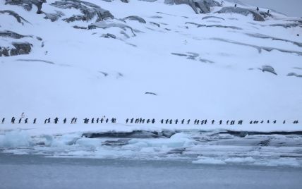 На антарктичній станції Вернадського чекають поповнення: пінгвіни підклали українським полярникам яйце