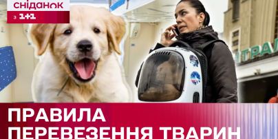 Укрзализныця обновила правила перевозки животных! Что именно изменится?