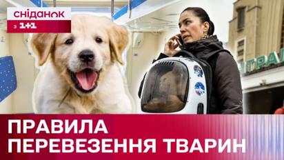 Укрзализныця обновила правила перевозки животных! Что именно изменится?