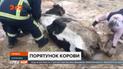 В Житомирской области спасателям пришлось доставать корову из глубокой пропасти