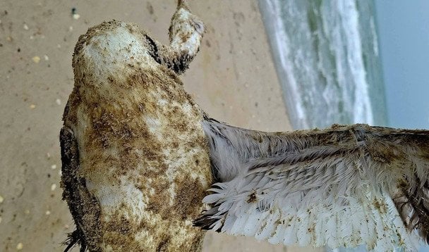 Птахи гинуть через розлив олії в Одесі / Фото: Національний природний парк «Тузлівські лимани» / © соцмережі