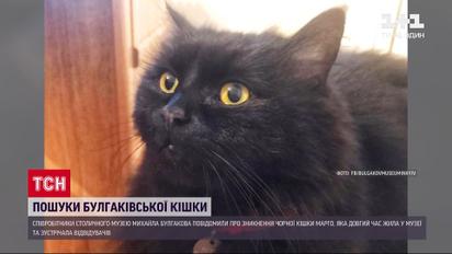 Втеча Маргарити: зі столичного музею Булгакова зникла кішка