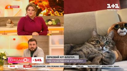 Зірка "Тік Ток" кіт Степан на прямому включенні зі "Сніданком з 1+1"